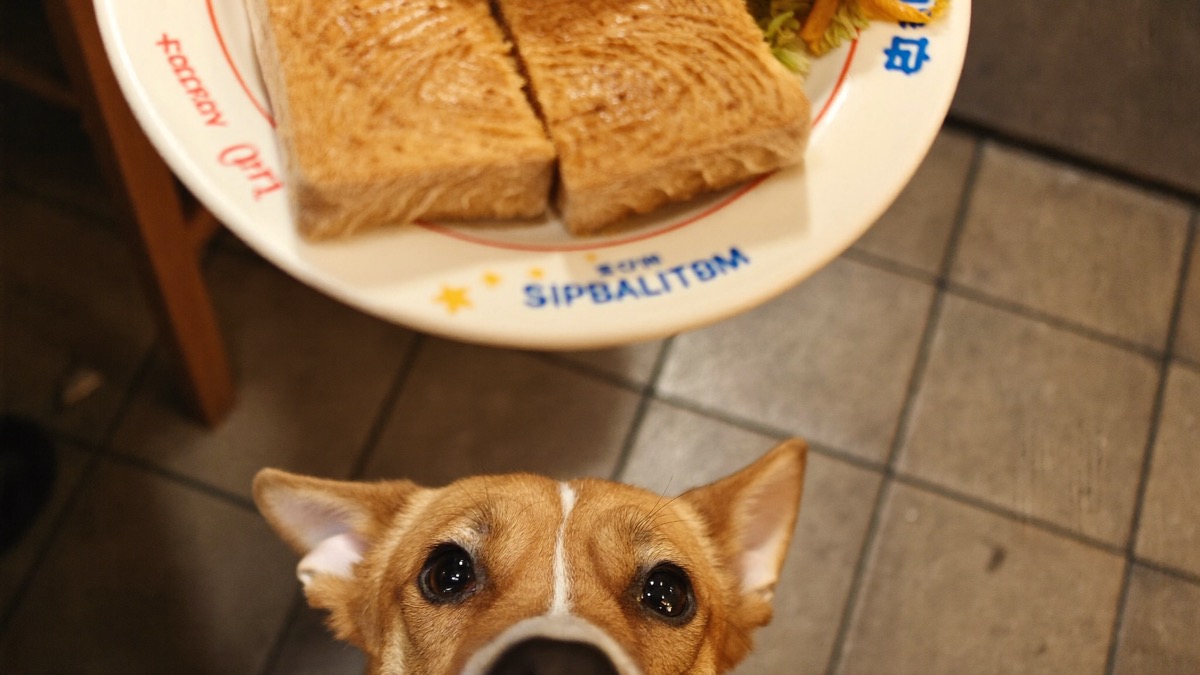 Kaya toast piles sugar and butter onto empty calories — keep it to yourself