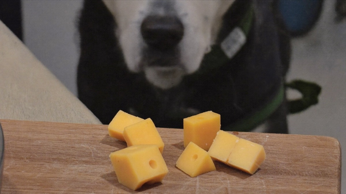 Keep cheese to pea-sized training treats — it's calorie-dense and fatty