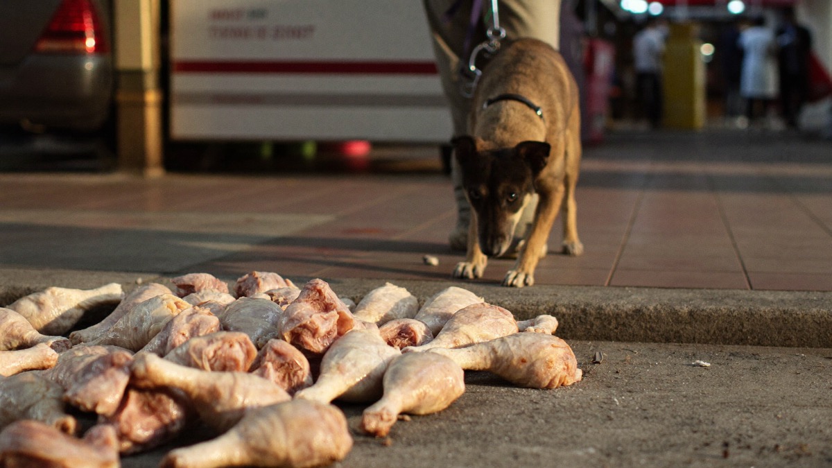 Hawker-centre bones on the floor are a classic local emergency — teach a solid 'leave it'