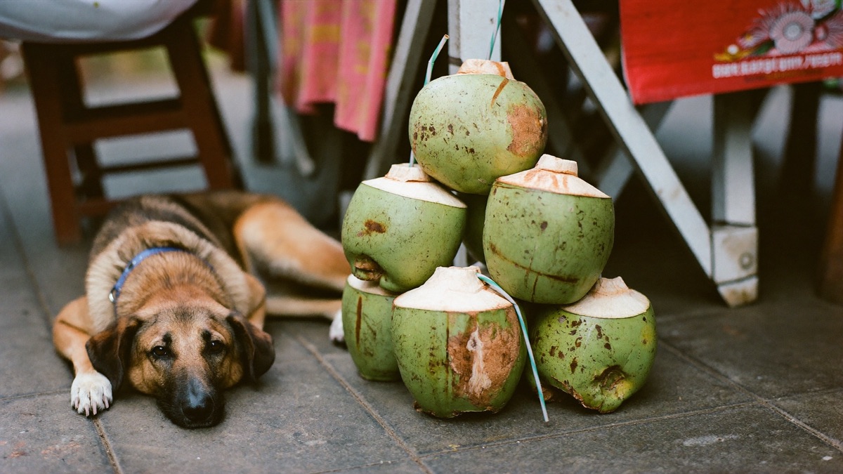 Fresh coconuts are everywhere at hawker centres and markets — the flesh is shareable, the husk is not