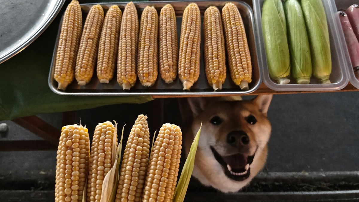 Pasar malam corn cobs smell like a chew toy to a dog — bin them securely