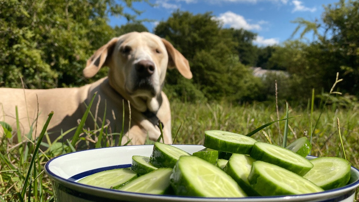 Chilled or frozen cucumber makes a hydrating treat on humid days