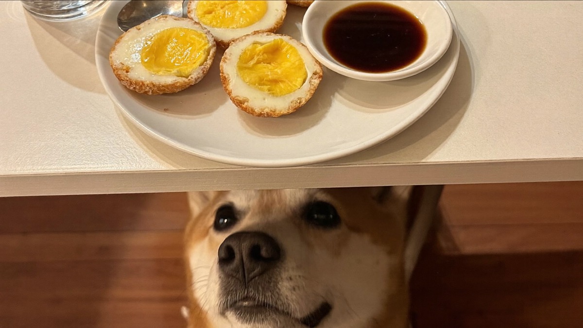 Half-boiled kopitiam eggs carry raw-egg risk plus a heavy salt load — not for dogs