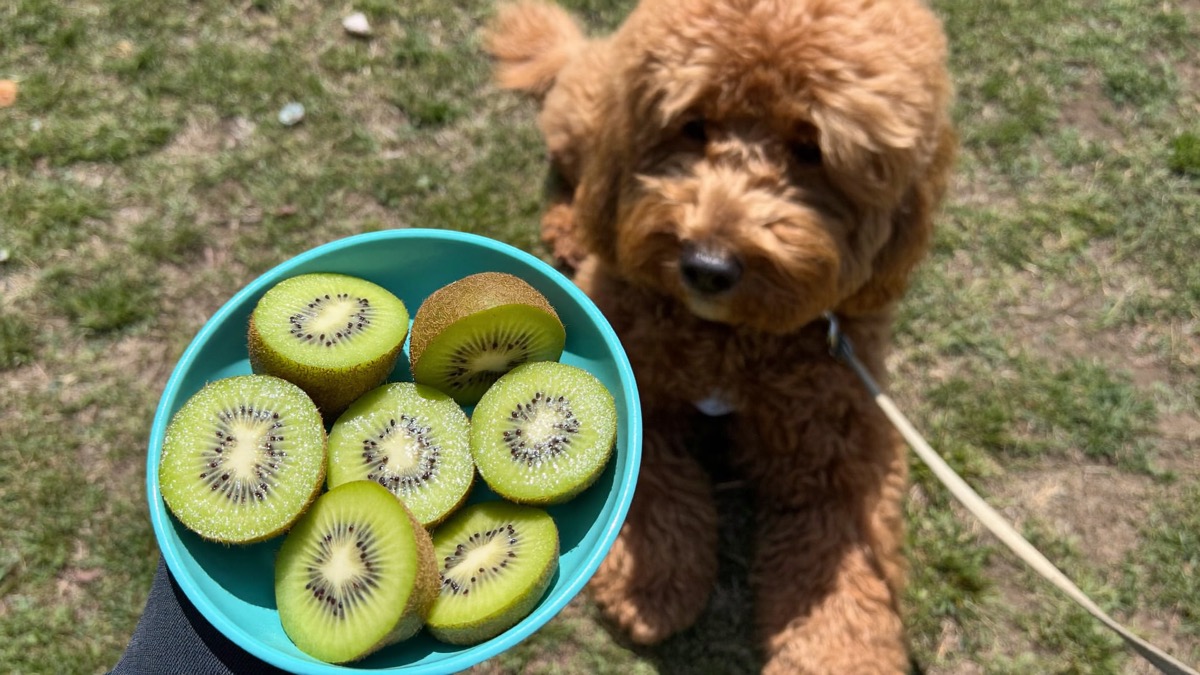 Frozen kiwi slices make a cooling treat in our year-round heat