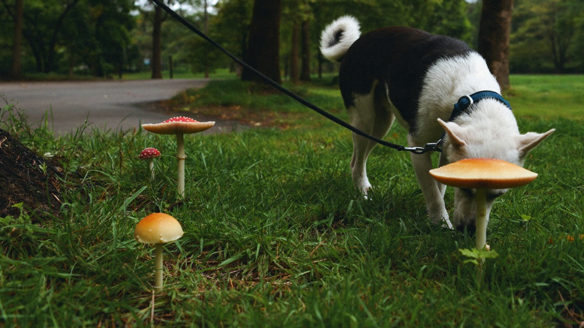 After rain, small mushrooms appear overnight in park grass — walk with a short leash and scan ahead