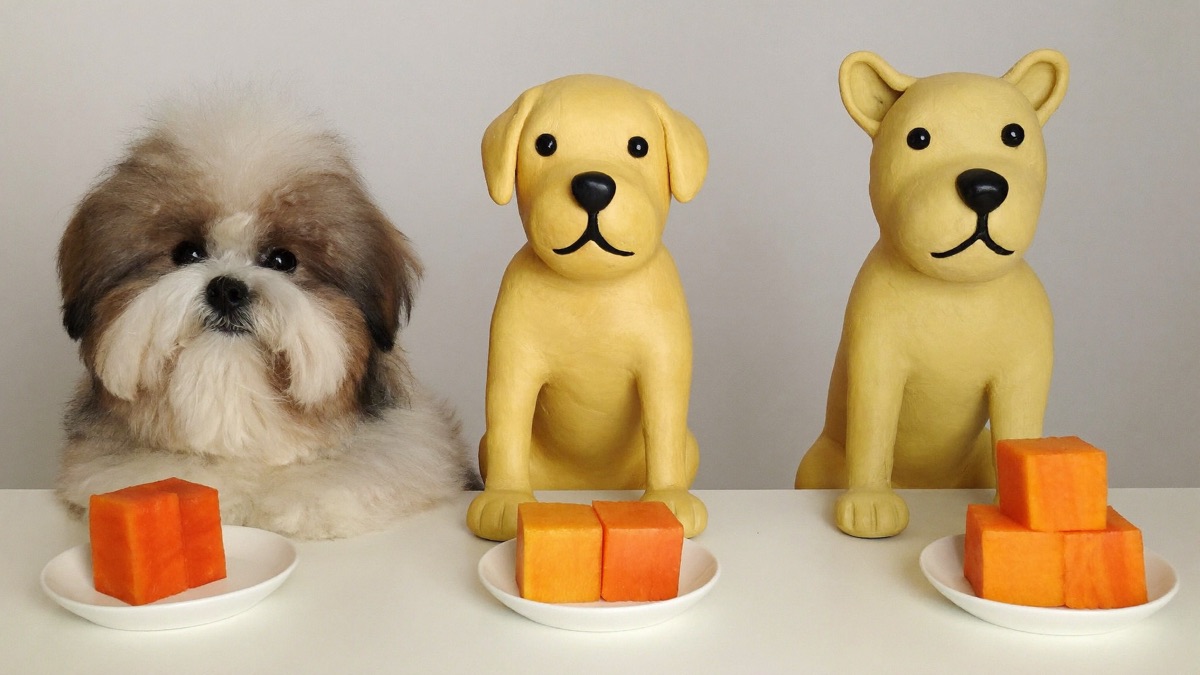 Papaya portions by size — a Shih Tzu gets one or two cubes, a big dog a small handful