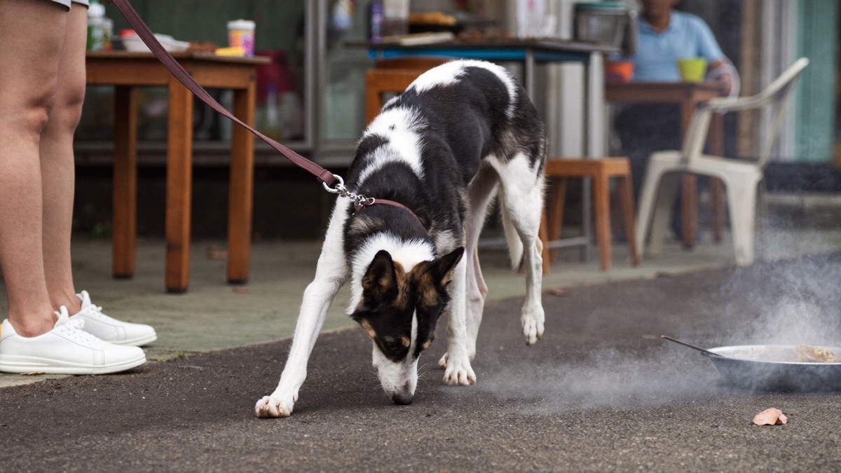 Discarded skewers and bones near hawker centres are a real hazard on evening walks