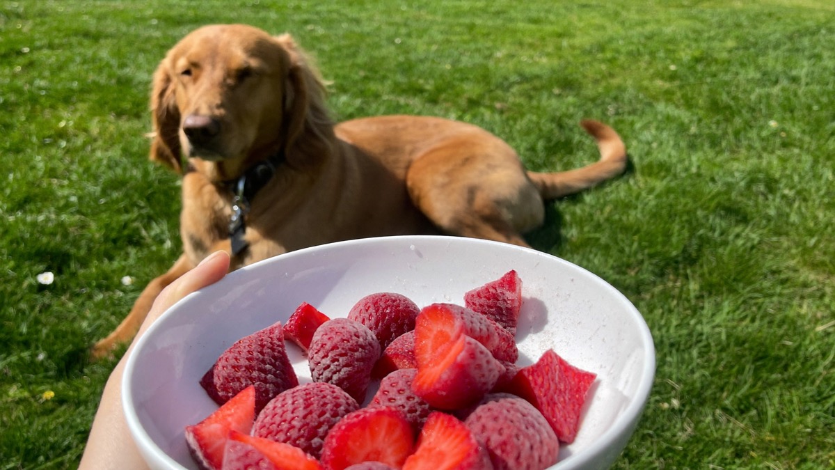 Frozen strawberry pieces make a great cooling treat in our weather