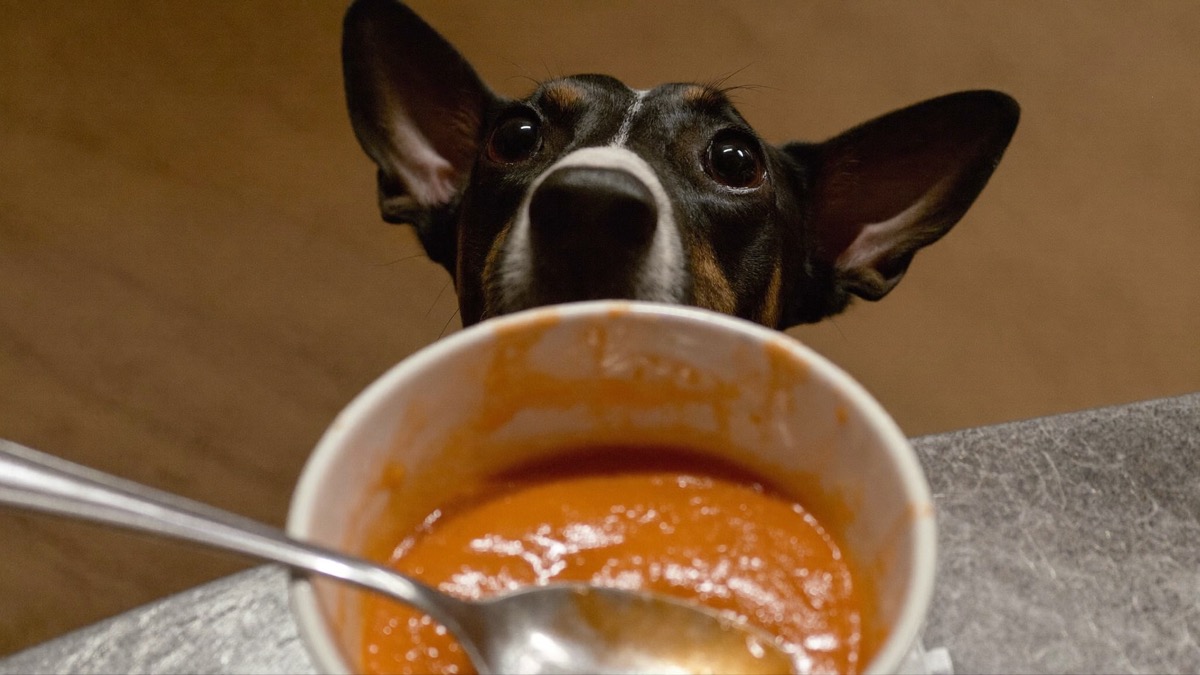 Pasta sauce and ketchup hide onion, garlic and salt — not for dogs