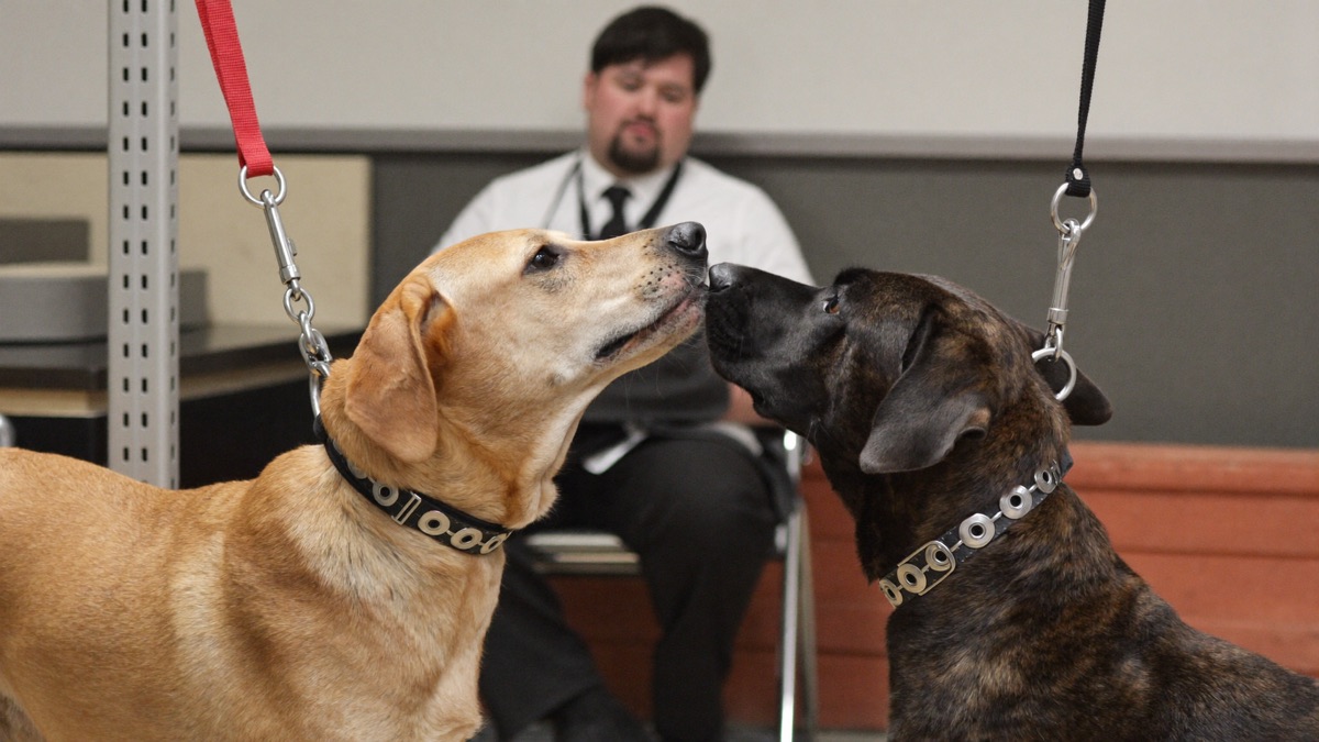 Assessment day: staged introductions while staff read the body language