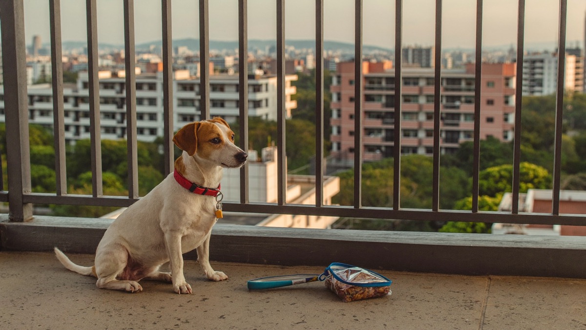 Five quiet minutes on the balcony: a charged clicker, a pot of treats and a dog that wants to play the game