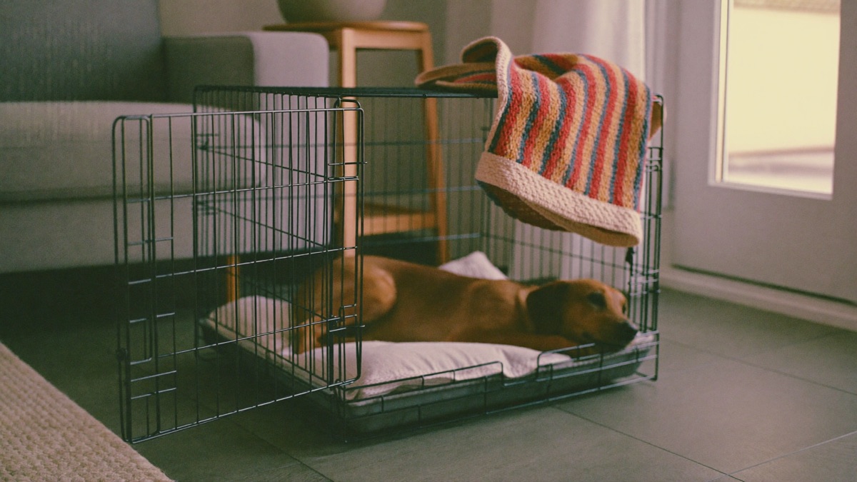 A cosy crate in a quiet living room corner — comfortable bedding and a calm spot away from the front door