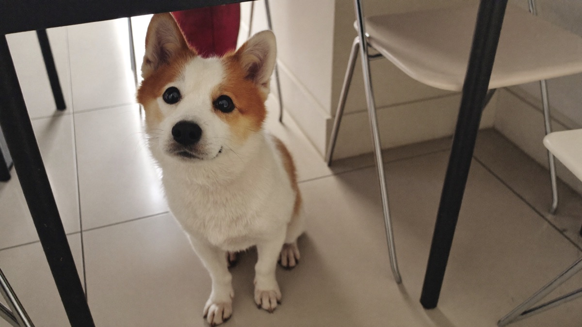 Demand Barking: How to Untrain the Bark You Taught