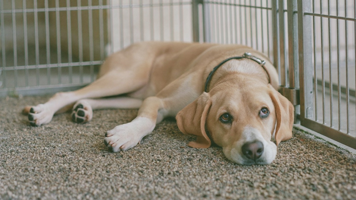 HDB households can adopt a local mixed-breed up to 55cm through Project ADORE