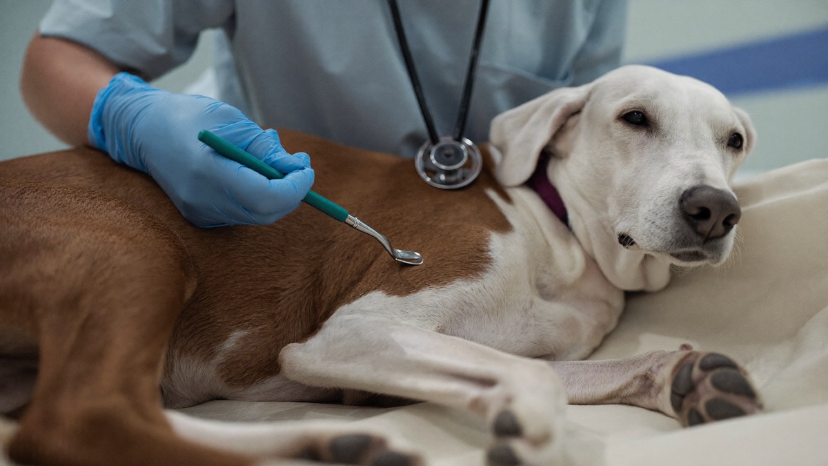 Vets diagnose by elimination: fleas first, then infection, then the diet trial