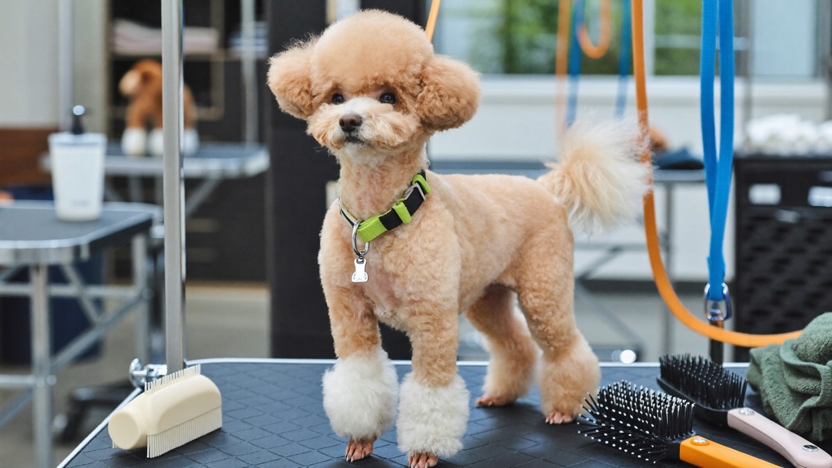 For most small dogs in Singapore, gland expression is a routine add-on handled during the monthly groom