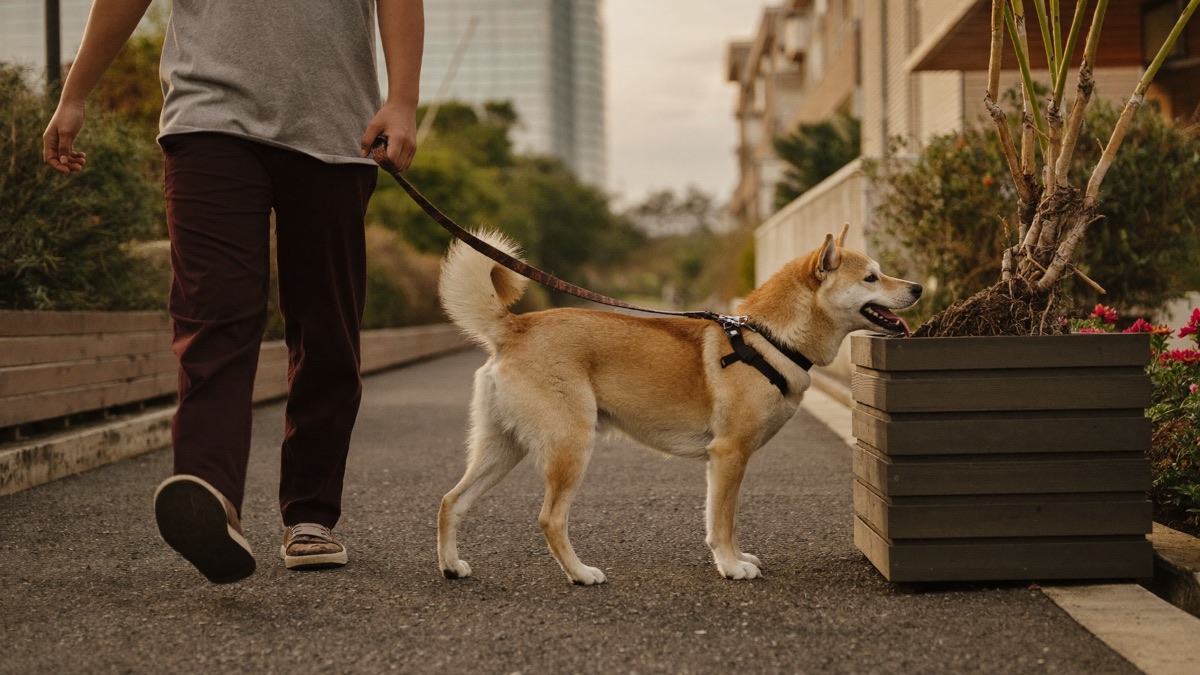 Calmer walks are the point: the goal is a dog that can eat, sniff and learn in the environment it used to fear