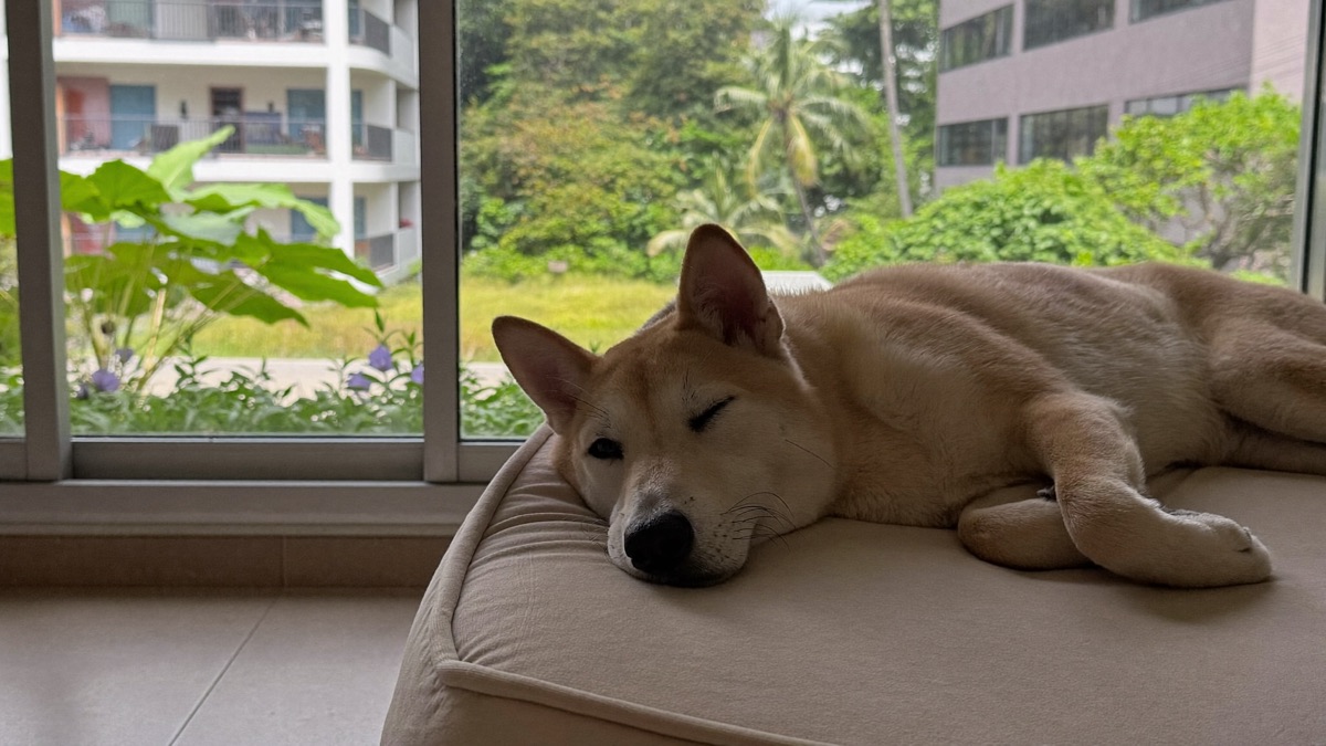 Dog Anxiety Medication: The Honest Guide to When and How It Helps