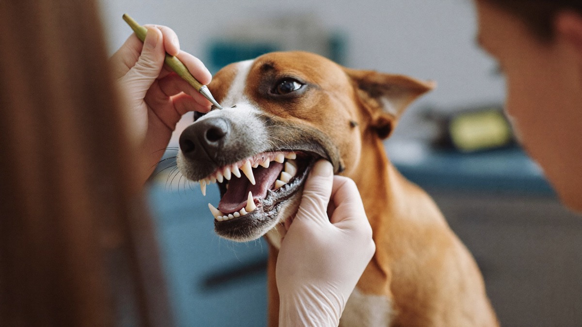 A sweet or ammonia smell bypasses the teeth — that's a same-day vet visit