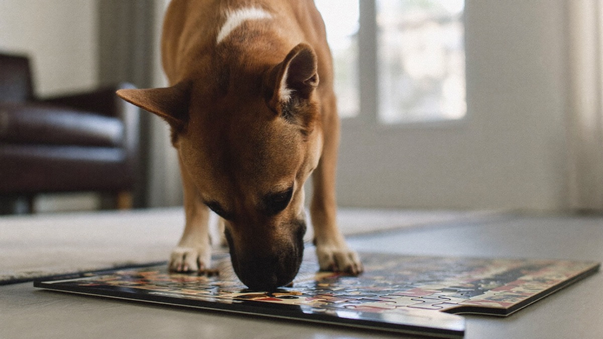 A food puzzle turns unspent energy into quiet, focused work — one of the cheapest barking fixes there is