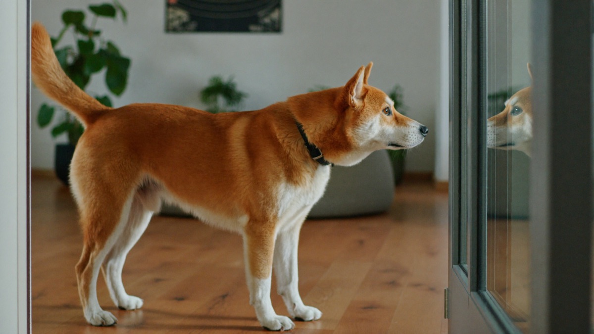Dog Barking at the Doorbell? The Doorbell-Means-Mat Reset