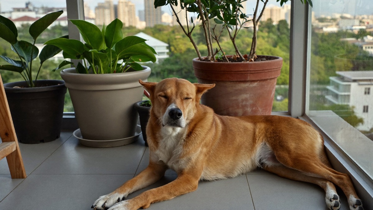 Supervised, calm, and off duty — balcony time in a condo is earned, not open-ended