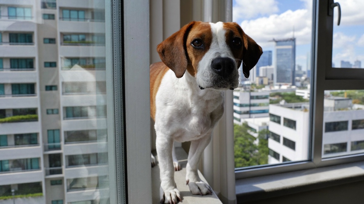 Dog Barking at Other Dogs From the Window, Balcony or Corridor