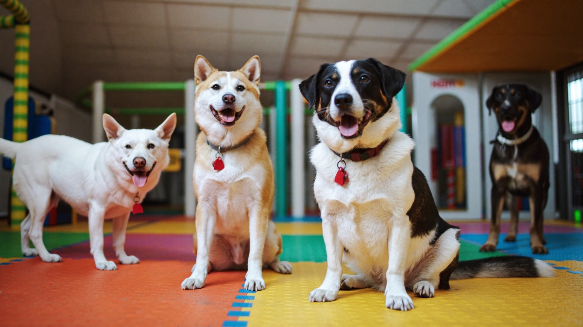 Good daycare rotates play and rest rather than running dogs ragged
