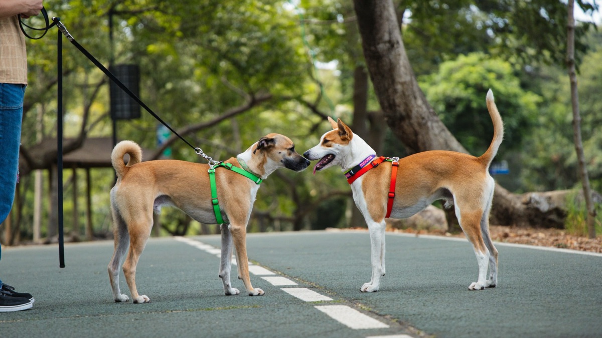 Two dogs meeting on leash along a park connector, reading each other's signals