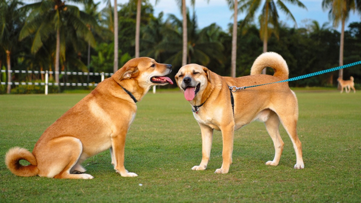 Dog Calming Signals: The Polite Language Most Owners Miss