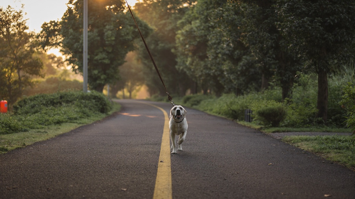 A senior dog on a morning walk in a Singapore park, enjoying an ordinary good day