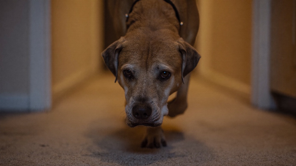A blind dog navigates a familiar flat by memory, nose, and texture — the map in its head is the thing to protect