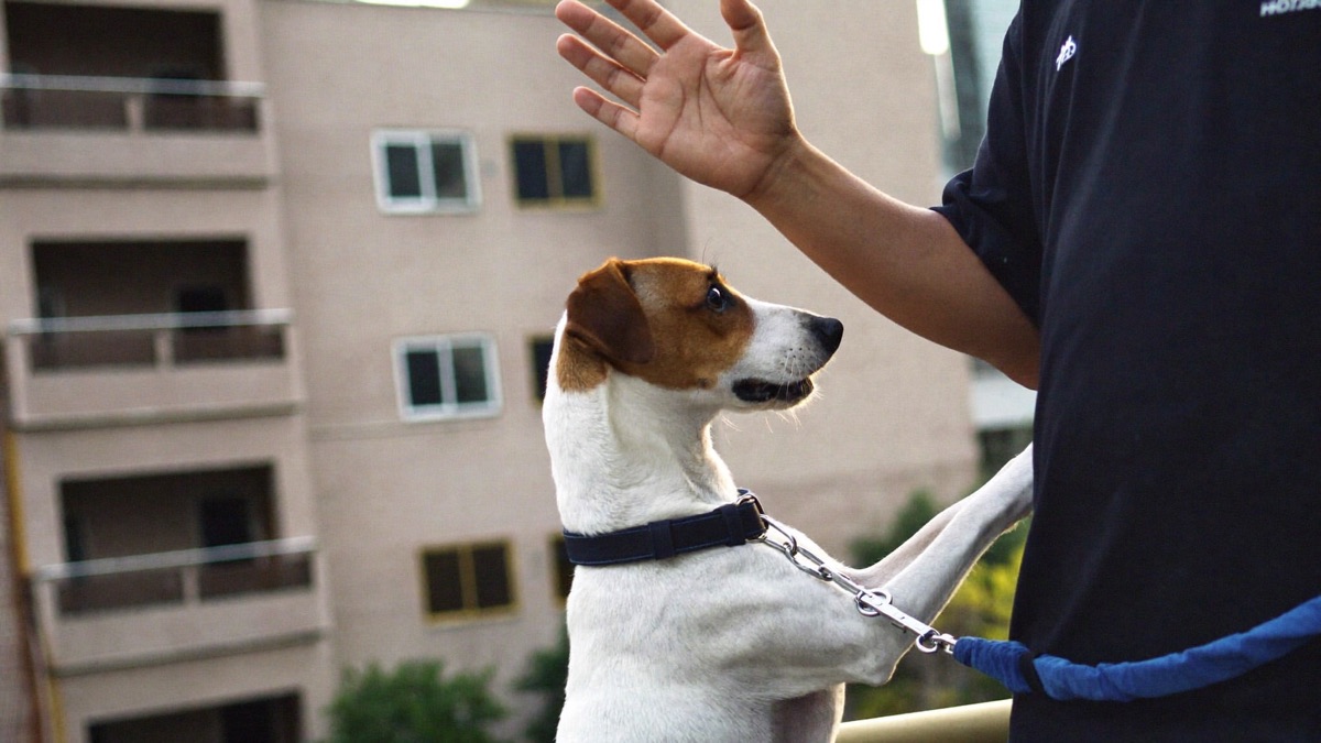 Hand signals taught while hearing is intact mean the conversation never stops when the ears retire