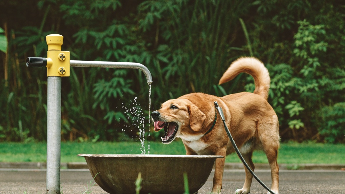 In a tropical climate, drooling with heavy panting after time outdoors is heatstroke until proven otherwise