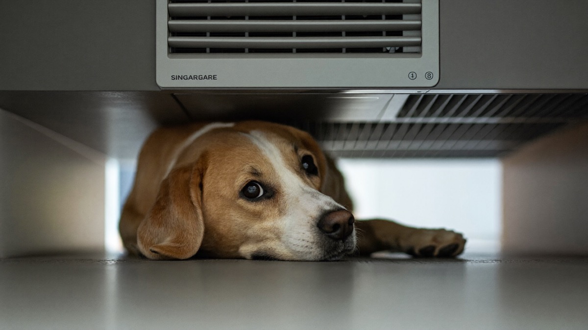 Dogs that sleep under the aircon vent often flake along the back first