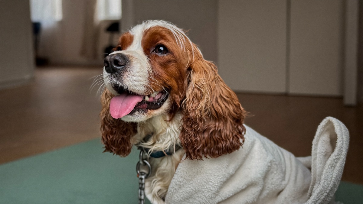 Towel-drying the ear flap and opening after every wet walk is the cheapest prevention there is