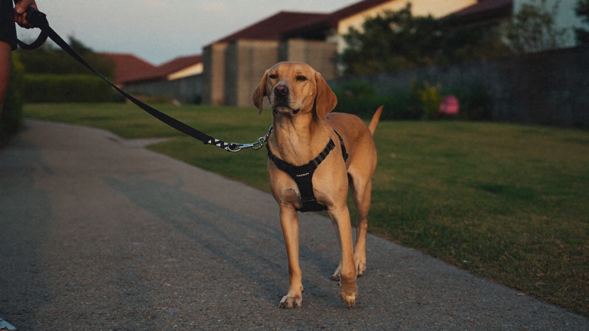 The last toilet walk happens before sunset on fireworks nights — harness on, leash on, home before the first bang