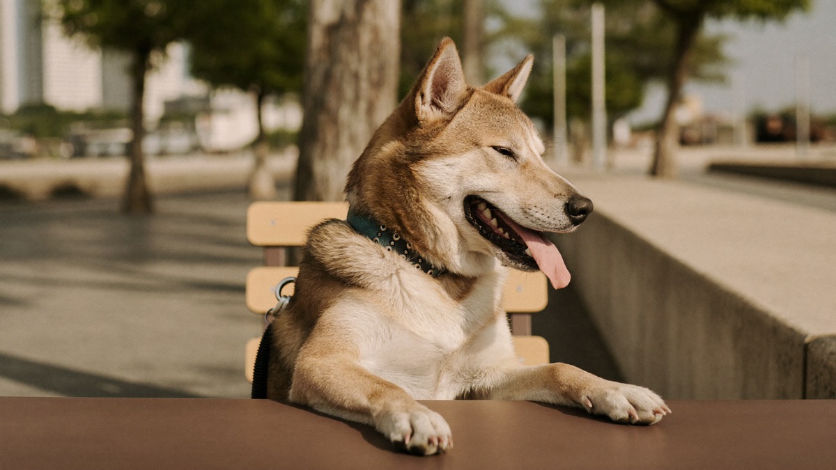 Pet-friendly cafes host dogs in alfresco seating — call ahead to confirm