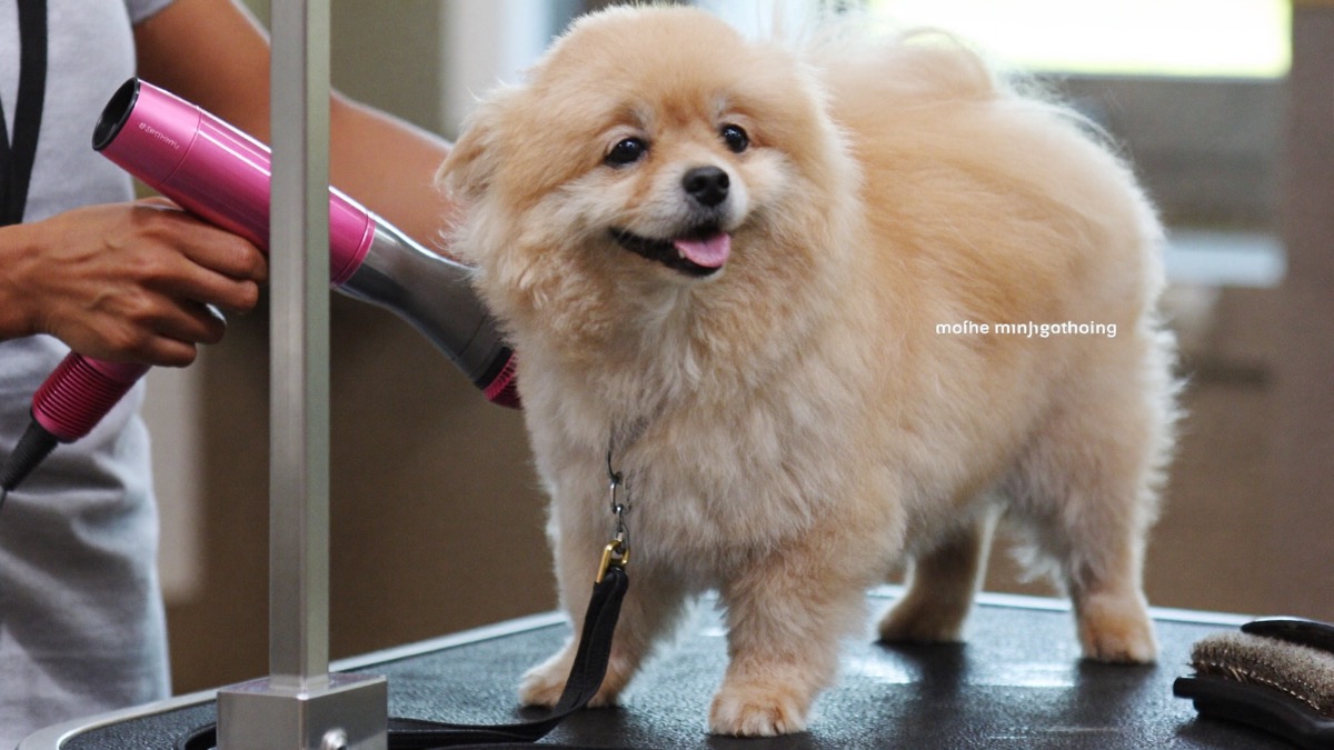 Coated breeds need a full groom every 4–8 weeks in this humidity