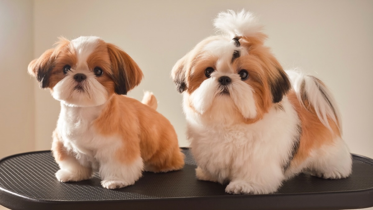 Same breed, two requests: the short even puppy cut (left) and the rounder, fuller teddy bear cut (right)