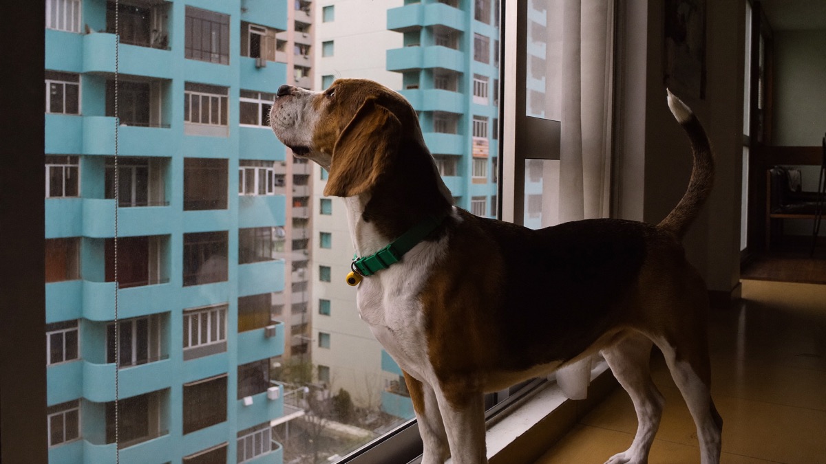 In a dense estate, one howling dog is audible across several floors — which is why the neighbour conversation matters as much as the training