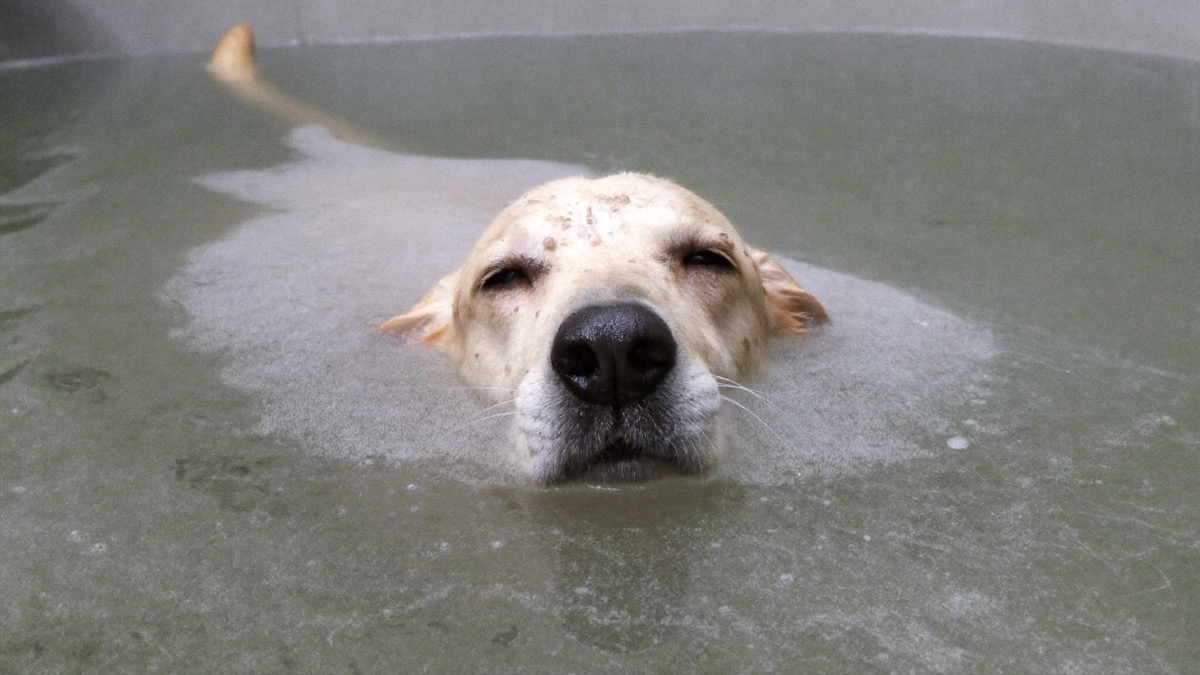 Cool oatmeal baths soothe inflamed skin and rinse off allergens