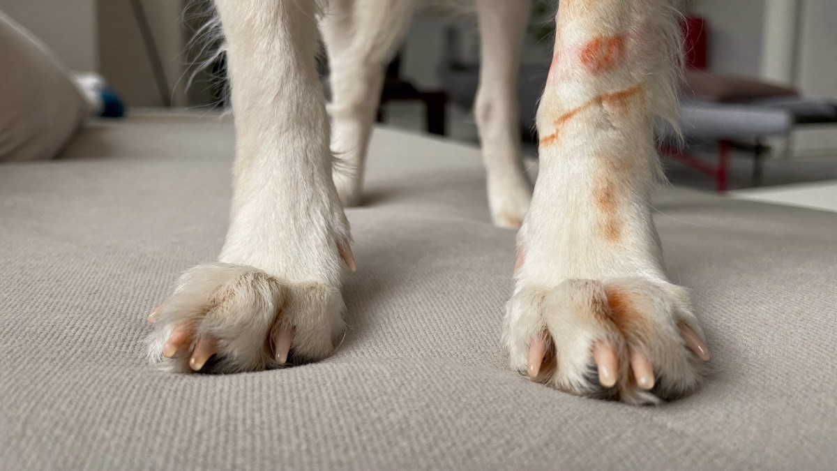 Rust-pink fur on a light-coated dog's paws is dried-saliva staining — proof the licking has been going on for weeks
