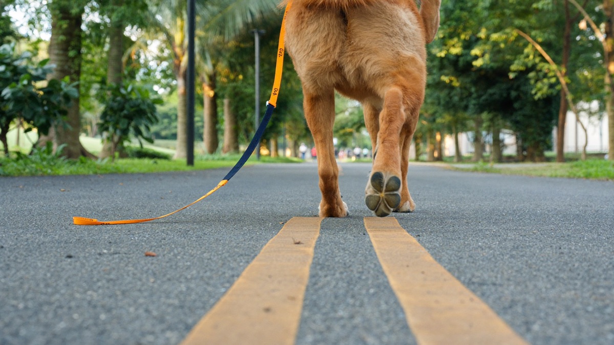 A dog mid-stride on a morning leash walk — watching the gait tells you which leg hurts
