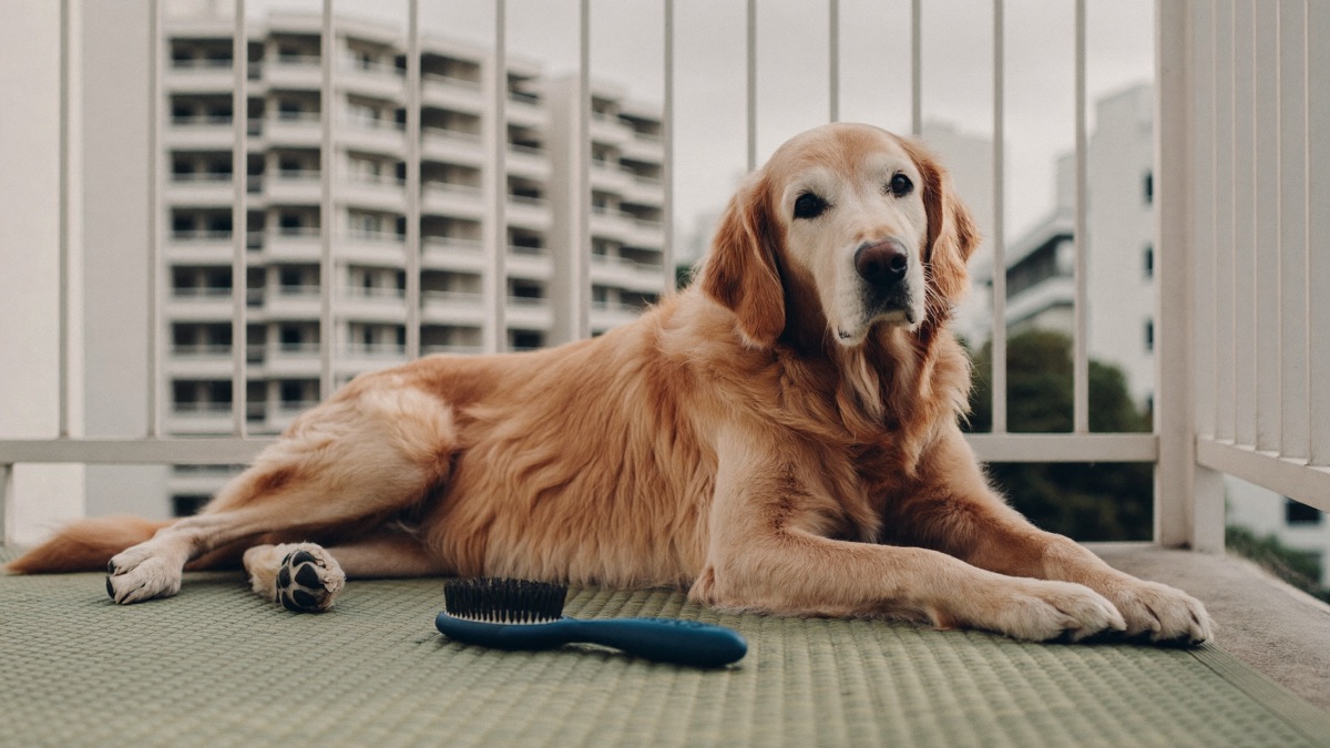 A vet examining a senior dog's skin during a routine check-up