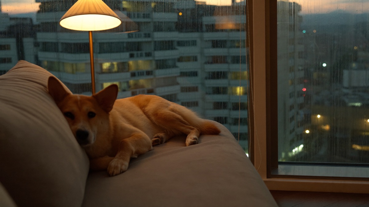 The realistic goal: a dog that can rest through a monsoon evening — startle and recover, not panic for hours