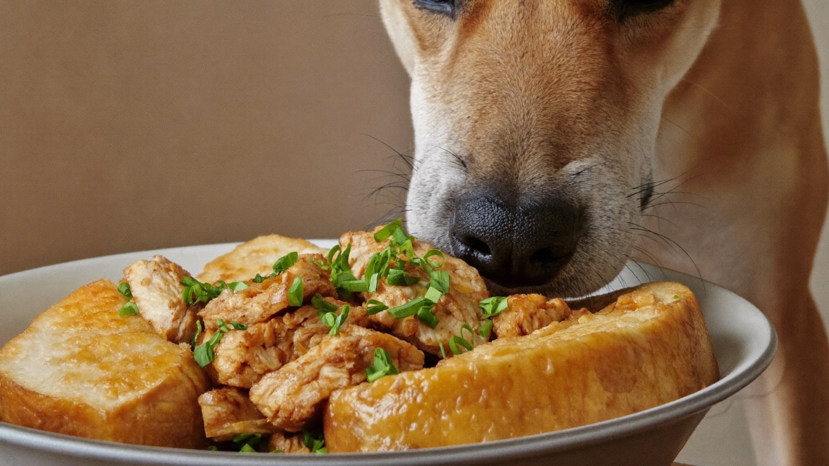 Warming food and a plain chicken topper can coax a hesitant eater back