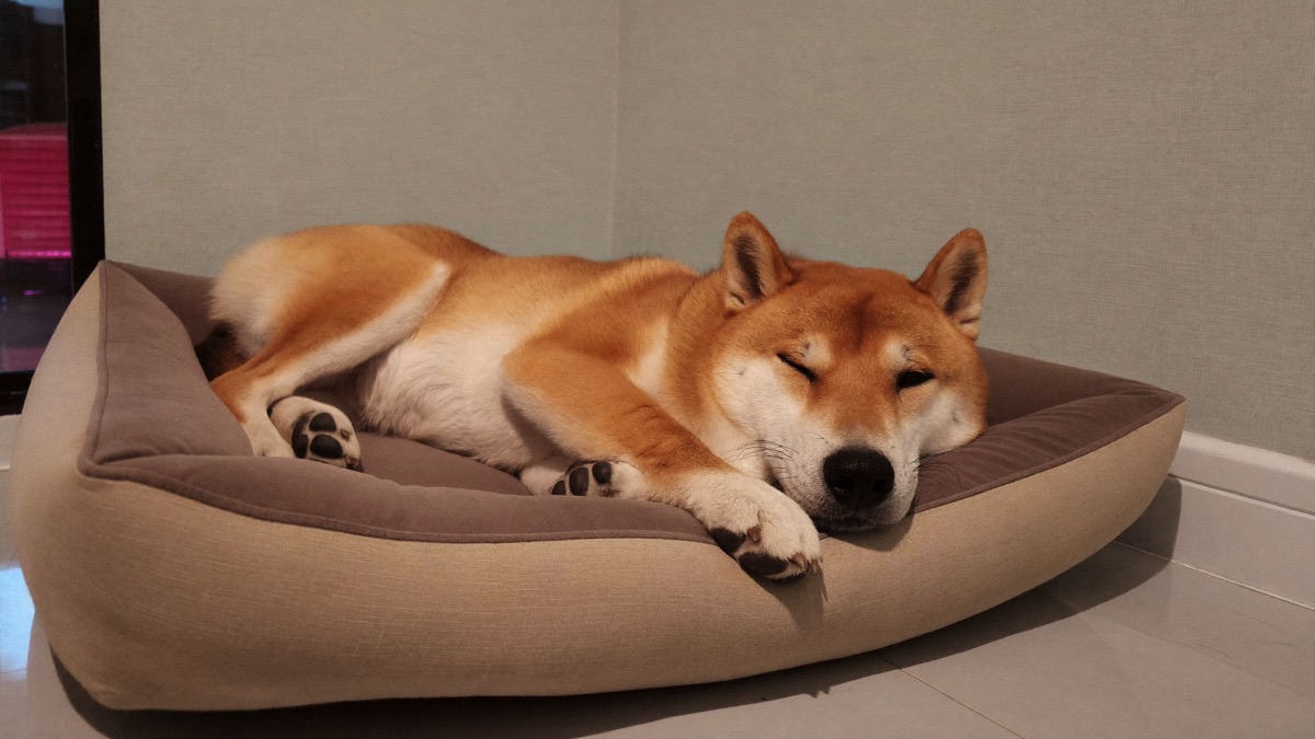 Evening settling is a skill — a defined bed, needs met, and calm quietly rewarded until the off switch installs itself