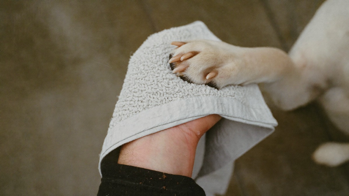 Towel-dry between every toe after rain — damp toes grow yeast in this humidity