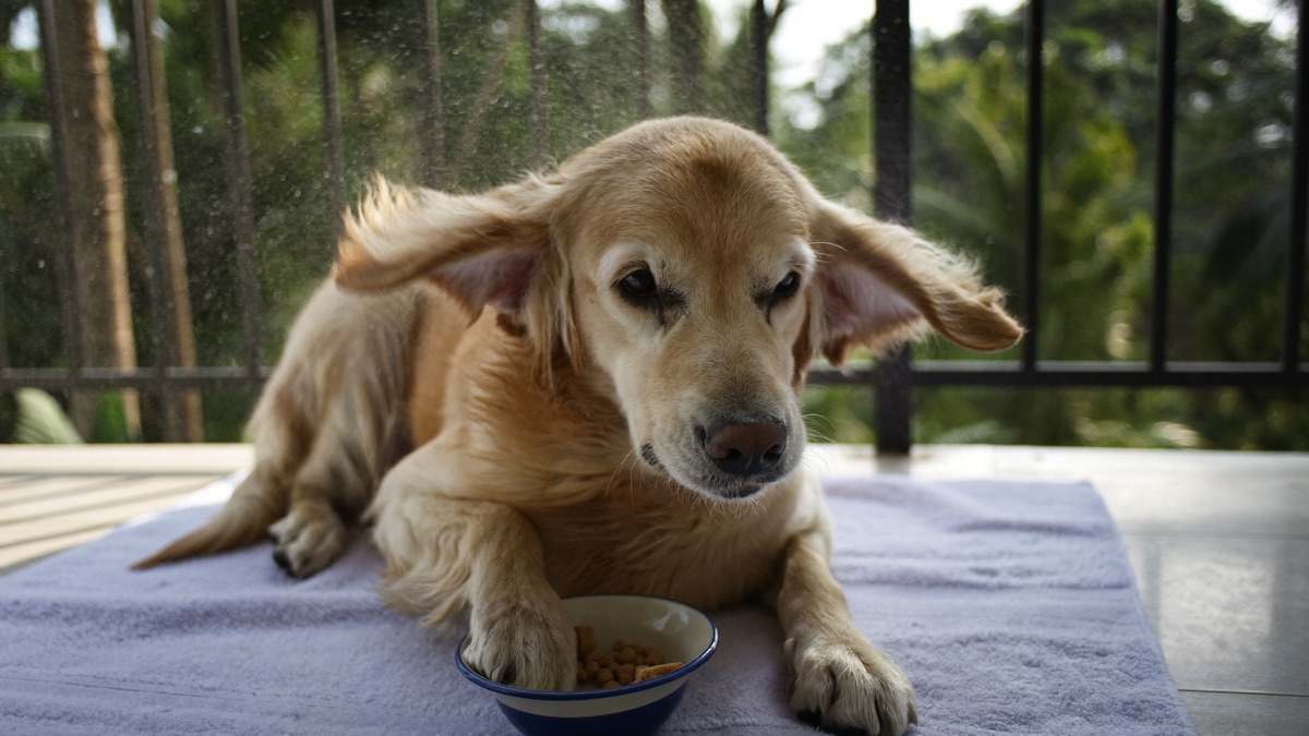 Post-bath air-drying on the balcony beats a screaming dryer: breeze, snacks and time